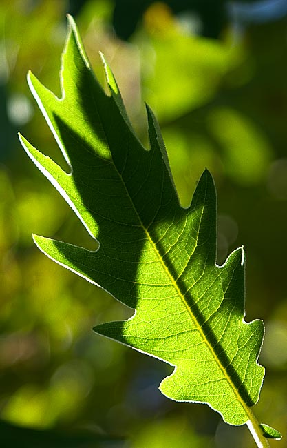 CRW_4606.jpg